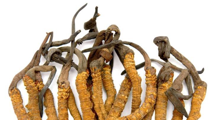 CORDYCEPS: BENEFICIOS, PROPIEDADES Y PARA QUE SIRVE ESTE PODERSO HONGO MEDICINAL 1502491453 444384 1502491554 noticia normal recorte1