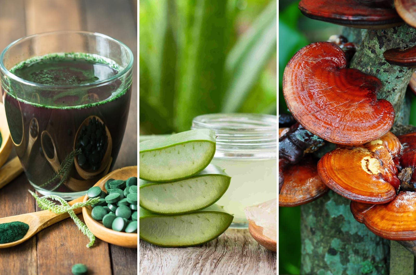 whatsapp image 2026 03 11 at 5.31.17 pm