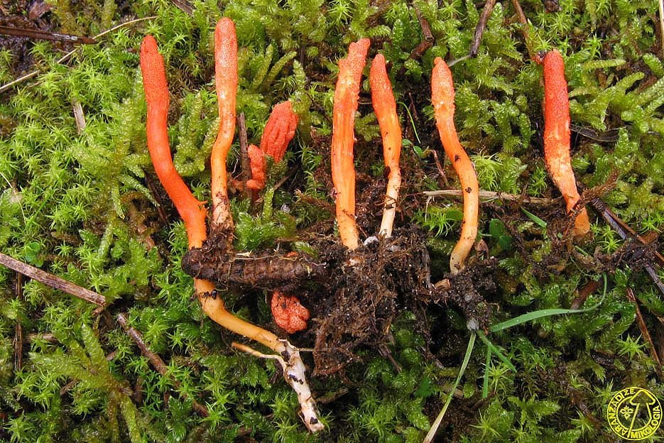 cordyceps militaris jml 071229001 8200040d