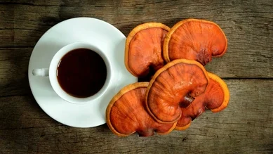cup reishi tea fresh lingzhi 260nw 1136495423